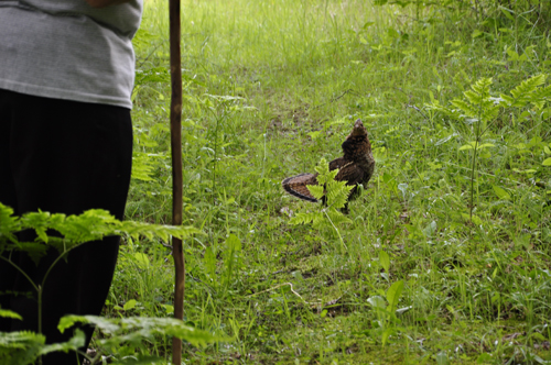 Lee Duquette being attacked by a grouse